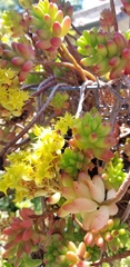 Sedum × rubrotinctum