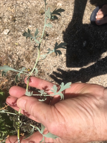Golden Eardrops foliage