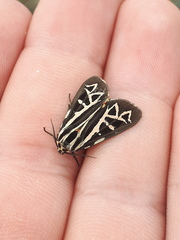 Apantesis williamsii