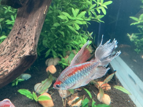 Congo tetra (Phenacogrammus interruptus) — Alestidae — 4