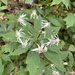 Whorled Wood Aster - Photo (c) Renard frak, some rights reserved (CC BY-NC), uploaded by Renard frak