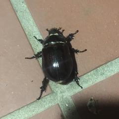 Oryctes nasicornis corniculatus