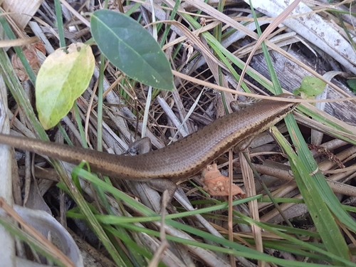 South American Spotted Skink