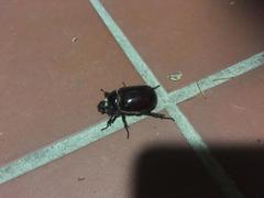 Oryctes nasicornis corniculatus