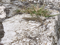 Podarcis muralis