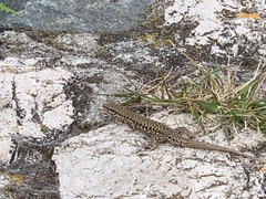 Podarcis muralis