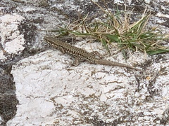 Podarcis muralis