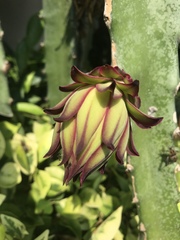 Selenicereus ocamponis