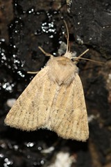 Photedes fluxa