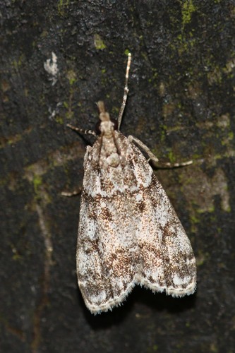 European Common Grey