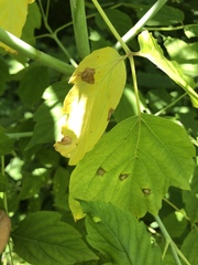 Cercospora negundinis