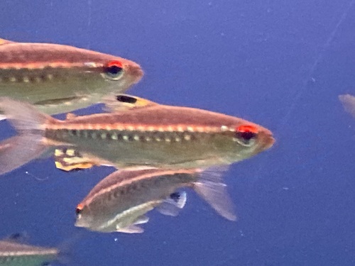 African red-eyed characin (Arnoldichthys spilopterus) — Alestidae — 3