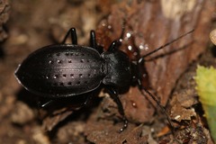 Carabus hortensis