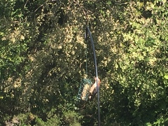 Melanerpes carolinus