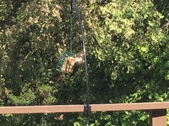 Melanerpes carolinus