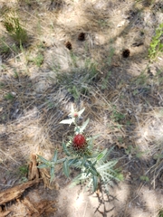 Cirsium arizonicum arizonicum