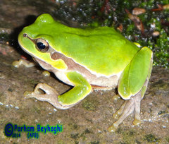 Hyla orientalis