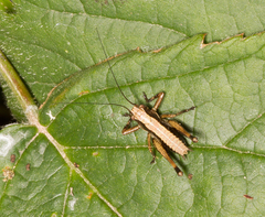 Pholidoptera griseoaptera