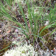 Carex podocarpa
