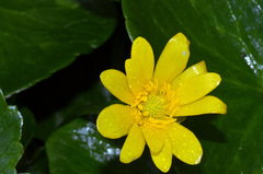 Ficaria verna ficariiformis