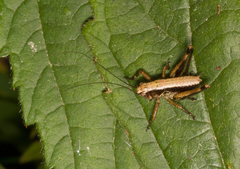 Pholidoptera griseoaptera