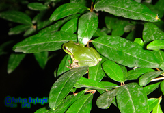 Hyla orientalis