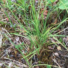 Carex podocarpa