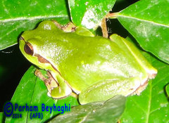 Hyla orientalis