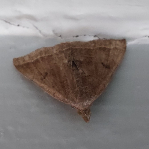 Plumed Fan-foot, 4384 KA Vlissingen, Nederland, photo 7 of 10