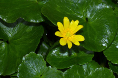 Ficaria verna ficariiformis