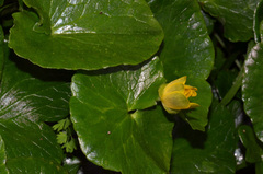Ficaria verna ficariiformis