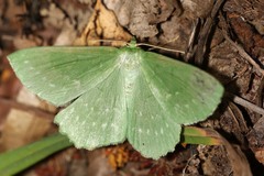 Geometra papilionaria