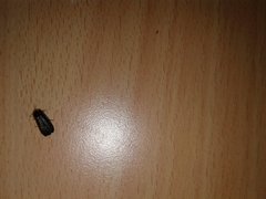 Lamprohiza splendidula