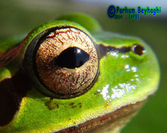 Hyla orientalis