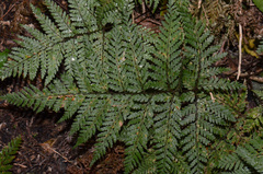 Parapolystichum microsorum pentangulare