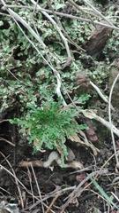 Selaginella lepidophylla