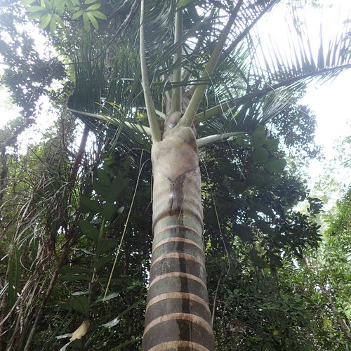 Dypsis bejofo image