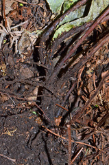 Parapolystichum microsorum pentangulare