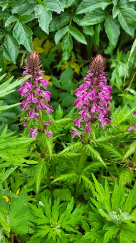 Image of Pedicularis chamissonis by (c) Pavel Smirnov, some rights reserved (CC BY)