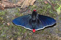 Pyrrhopyge infantilis