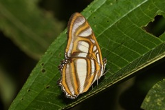 Metamorpha elissa