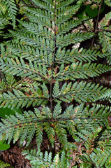 Parapolystichum microsorum pentangulare