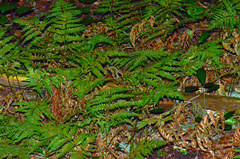 Parapolystichum microsorum pentangulare