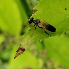 Eudioctria