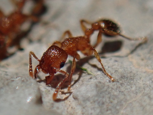 Bicolored Pennant Ant photo 3
