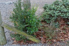 Coprosma propinqua propinqua