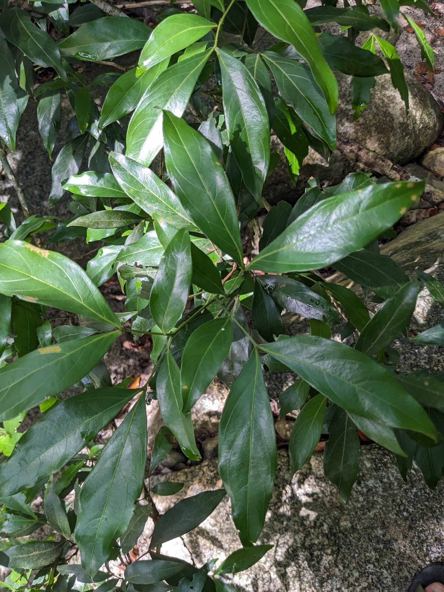 Zygia Longifolia (Zygia longifolia)