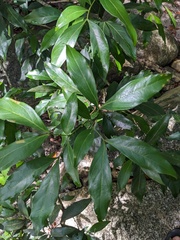 Zygia longifolia (Zygia longifolia)