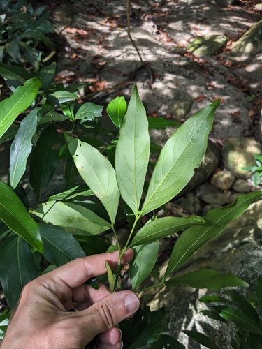Zygia longifolia, photograph 3