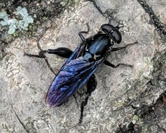 Chalcosyrphus chalybeus